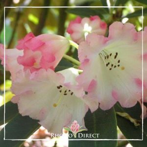 Rhododendron rhododendron rhododendron rhodo.