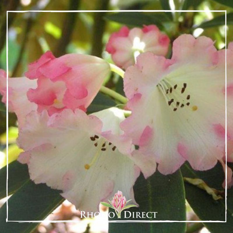 Rhododendron rhododendron rhododendron rhodo.