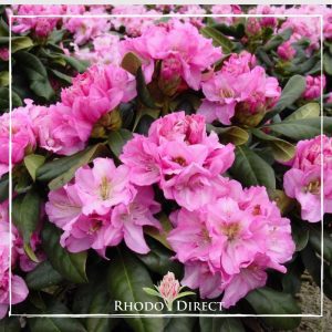Rhododendron rhododendron rhododendron rhodo.