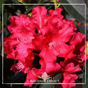 Rhododendron rhododendron rhododendron rhodo.