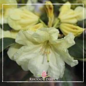 Rhododendron rhododendron rhododendron rhodo.