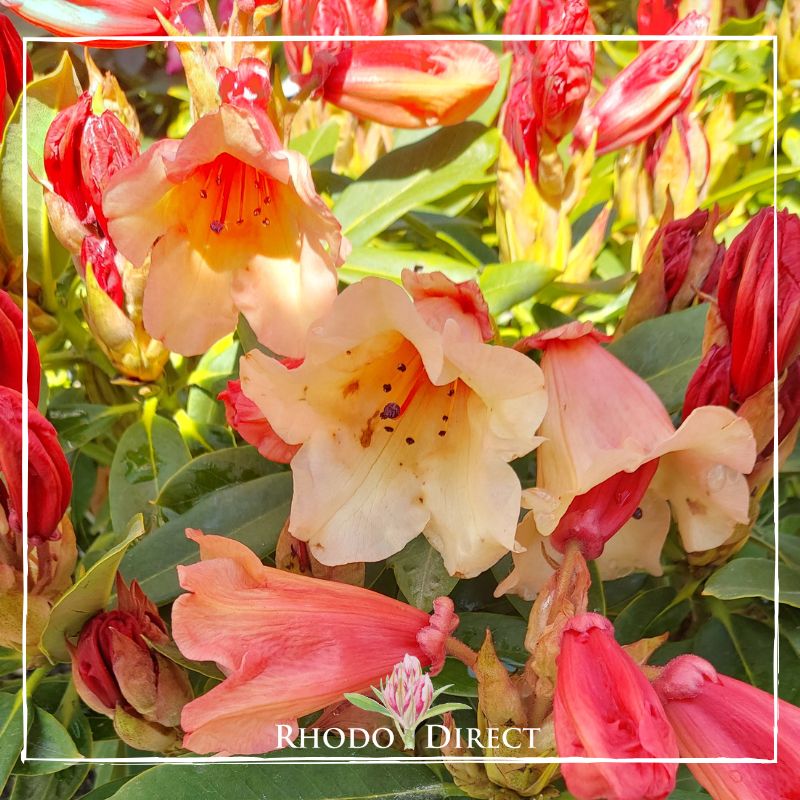 Rhodo direct rhododendron rhododendron rhododen.