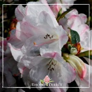 Rhododendron direct - rhododendrons - rhododendron.