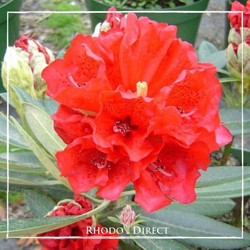 Rhododendron direct rhododendron rhododendron rhod.