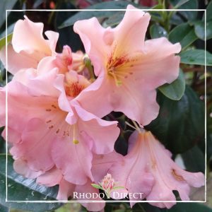 Rhododendron rhododendron rhododendron rhodo.