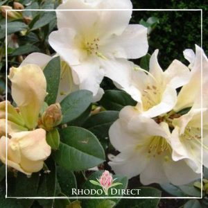 Rhododendron rhododendron rhododendron rhodo.