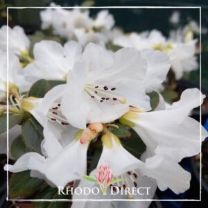 White rhododendron flowers with visible stamens