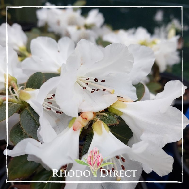 White rhododendron flowers with visible stamens