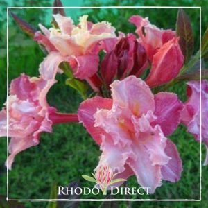 Azalea Caroline de Rothschild