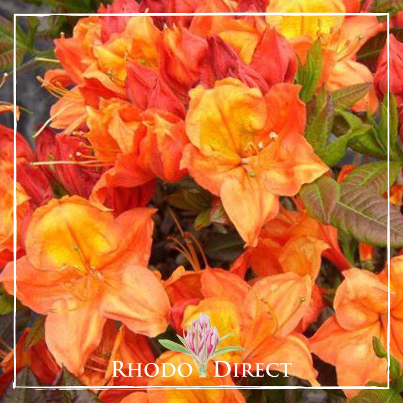 Azalea Glowing Embers