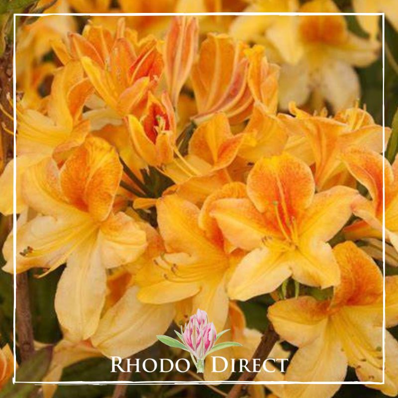 Azalea Golden Lights