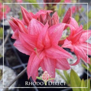 Azalea Homebush