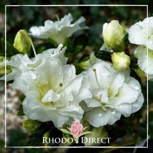 Azalea Pavlova