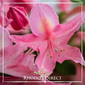 Azalea Pink Chiffon
