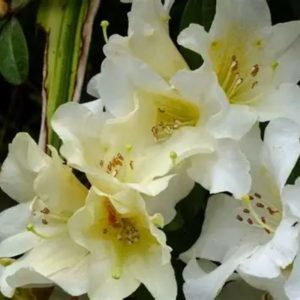 The Rhododendron Floral Sun features a cluster of pale yellow and white flowers with visible stamens basking in sunlight, surrounded by lush green leaves for a vibrant floral display.