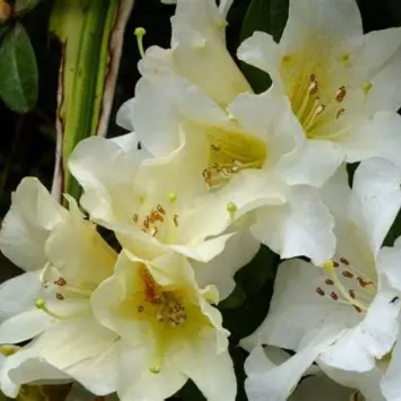 The Rhododendron Floral Sun features a cluster of pale yellow and white flowers with visible stamens basking in sunlight, surrounded by lush green leaves for a vibrant floral display.