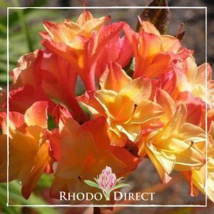 Azalea Nicholas de Rothschild