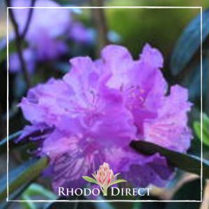 Rhododendron PJ Mezzit