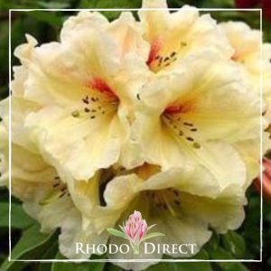 Rhododendron Papaya Punch