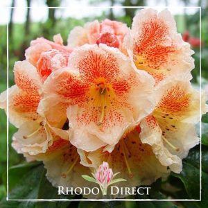 Rhododendron Paprika Spiced