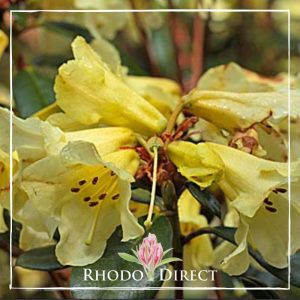 Rhododendron Parisienne Improved
