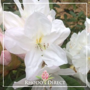 Rhododendron Pawhuska