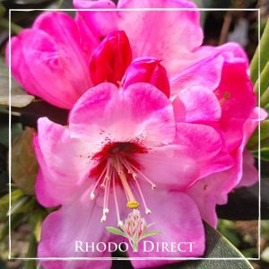Rhododendron Peggie Roberts