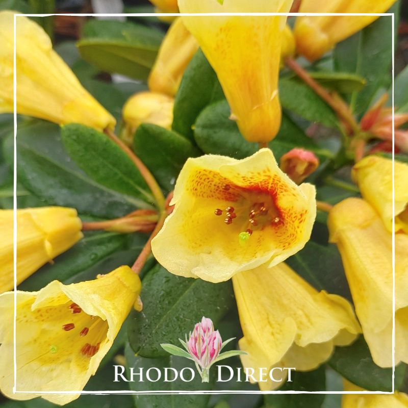 Rhododendron Pepperpot