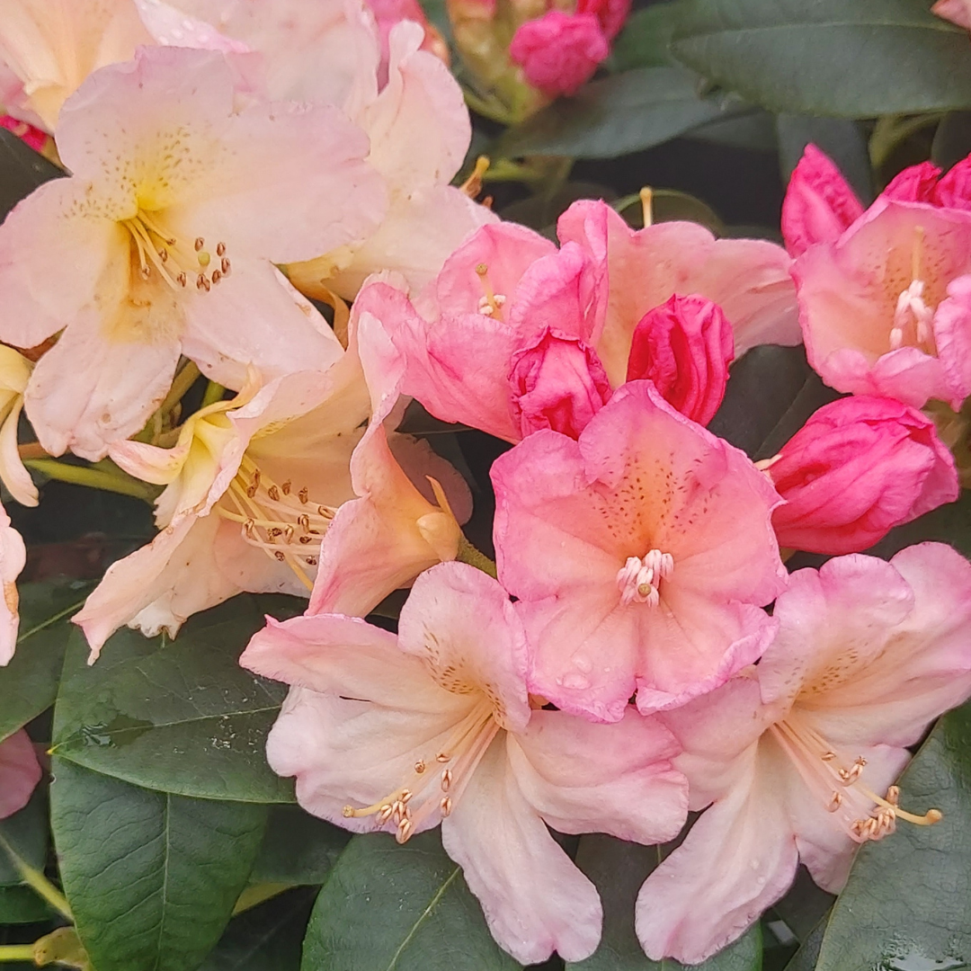 Rhododendron Percy Wiseman displays clusters of pink and pale yellow flowers in bloom, set against dark green leaves.