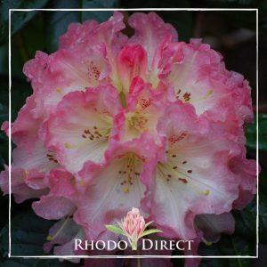 Rhododendron Petticoat Lane