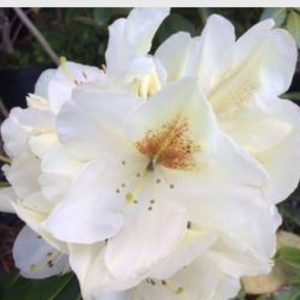 Rhododendron Phyllis Korn