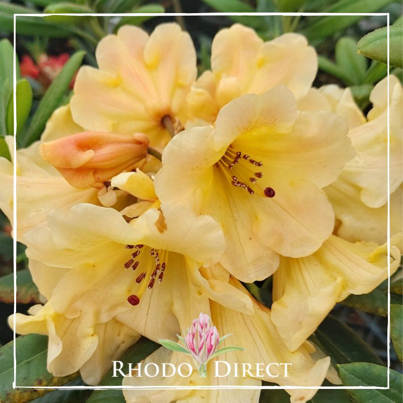 Rhododendron Pierces Apricot