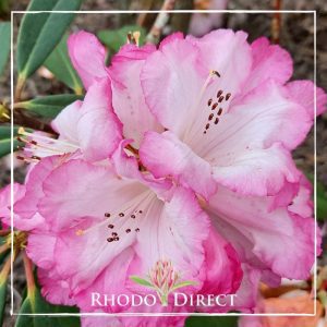 Rhododendron Pink Delight