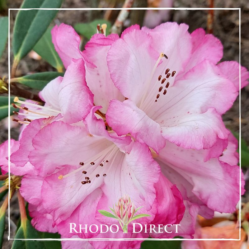 Rhododendron Pink Delight