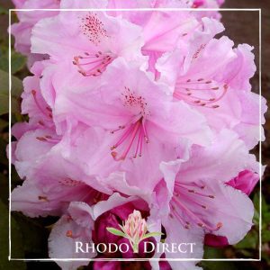 Rhododendron Pink Pearl