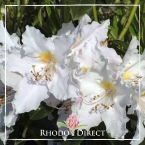 Rhododendron Platinum Ice
