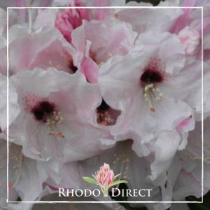 Rhododendron Platinum Pearl