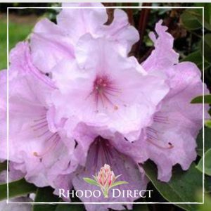 Rhododendron Plum duff