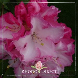 Rhododendron Point Defiance