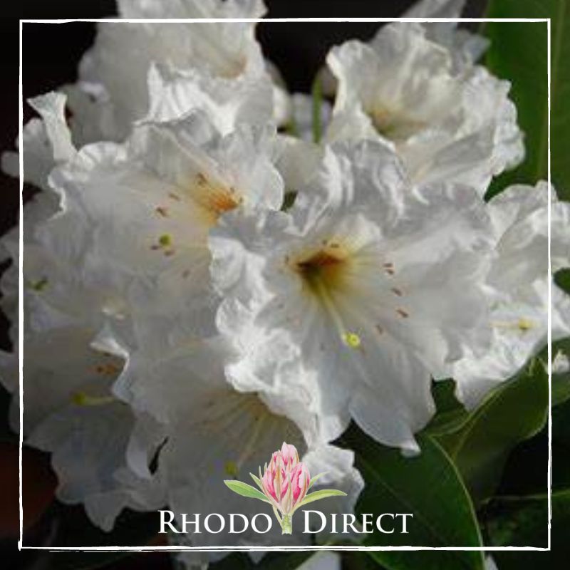 Close-up of white Rhododendron 'Polar Bear' flowers with pale yellow centers against a backdrop of dark green leaves