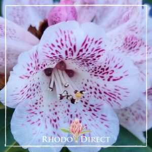 Rhododendron Polkadot