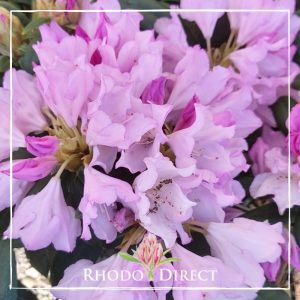 Rhododendron Pontiyak
