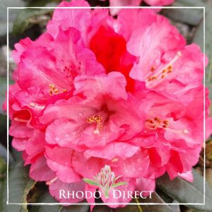 Rhododendron Posy