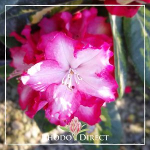 Rhododendron President Roosevelt