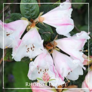 Rhododendron Princess Alice