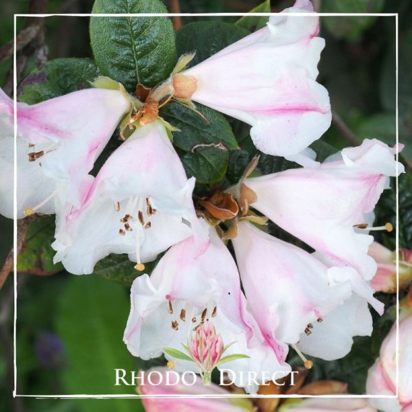 Rhododendron Princess Alice