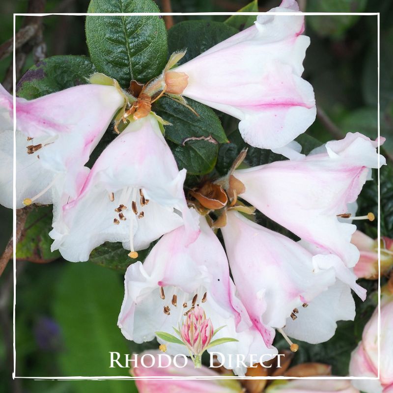 Rhododendron Princess Alice