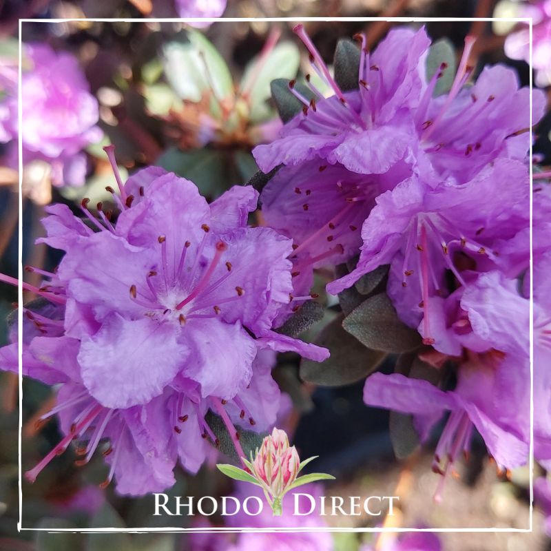 Rhododendron Purple Gem