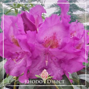 Rhododendron Purple Heart