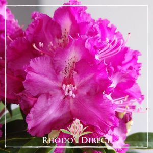 Rhododendron Purple Lace